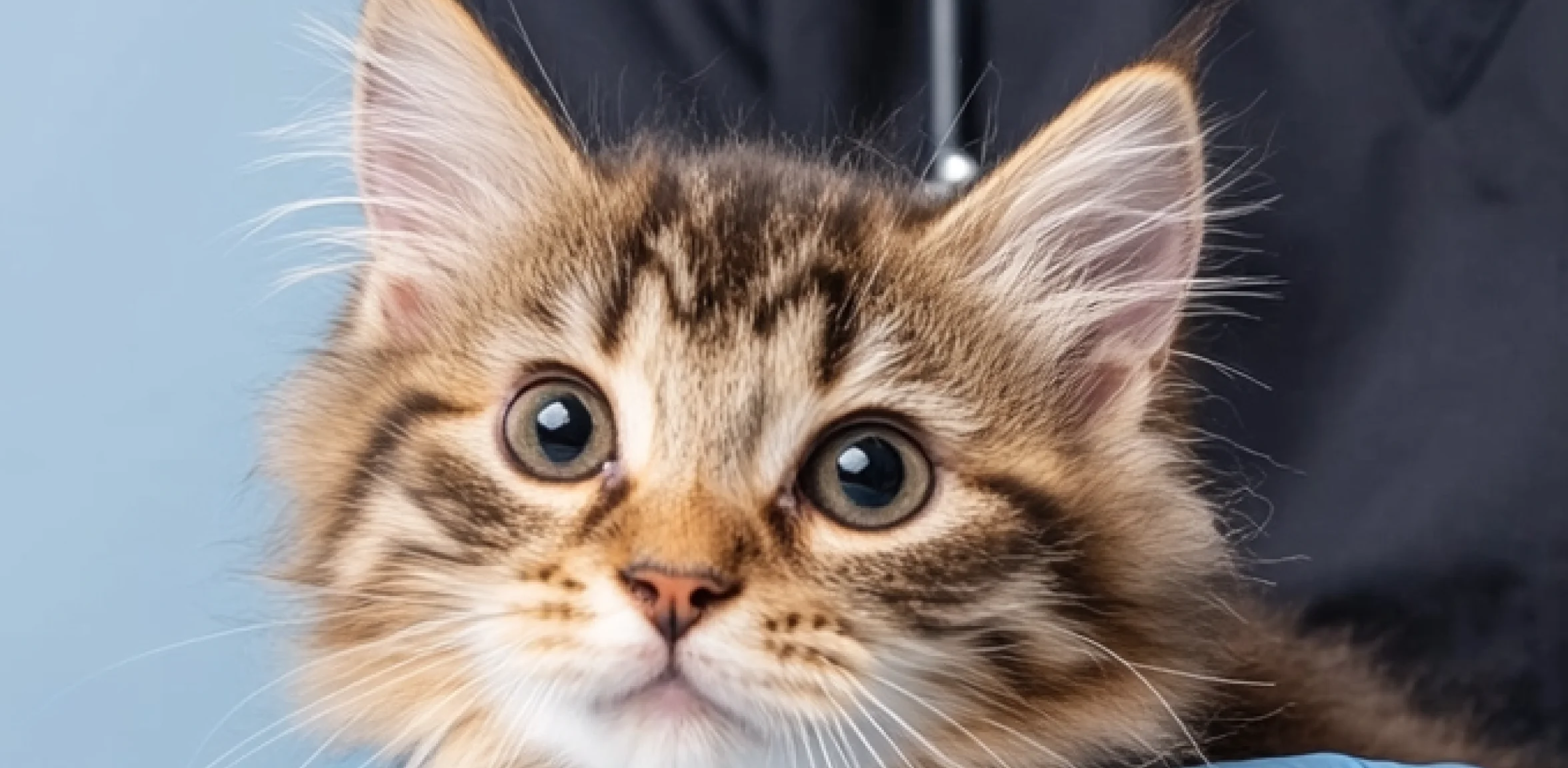 Fresh Insights for Pet Lovers
